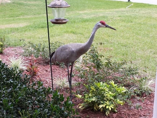 Our morning visitor.